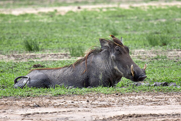 resting warthdog during bird hair style