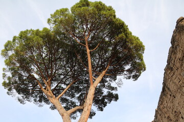 Large old Pinus pinea in Tivoli, Lazio Italy