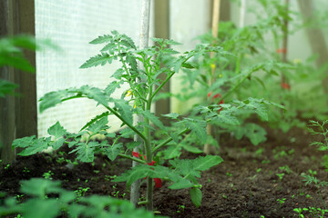 Green sprouts of tomato seedlings in a greenhouse.Preparation for planting plants.Growing vegetables in a greenhouse.