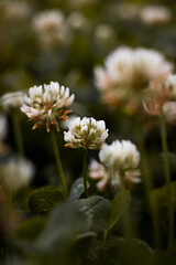 Little flowers in my backyard