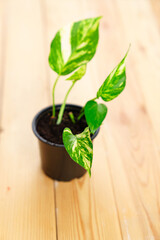 Epipremnum golden in a pot on a wooden table. 