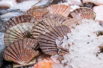 Pile of sea scallops in ice, fresh shellfish and seafood.