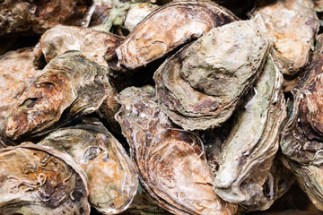 Heap of oyster shells, edible malus sea food background.