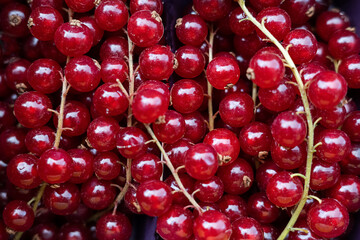 Сlose up of fresh ripe redcurrants clusters and red berries background.