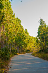 road in autumn forest