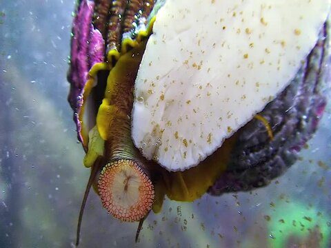 A gastropod mollusc eats an oral radula fouling on glass in a marine aquarium in the Oceanarium