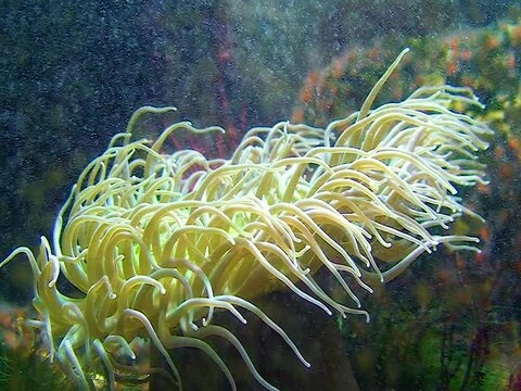 Sea anemones in a large aquarium in the oceanarium
