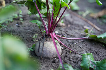 Fresh beetroot vegetable in the garden, organic farming