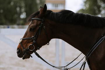 Portrait of a sporty brown saddled horse in a bridle. Equestrian sport.