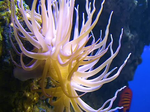 Sea anemones in a large aquarium in the oceanarium