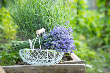 Summer lavender bouquet in the garden - 568562835