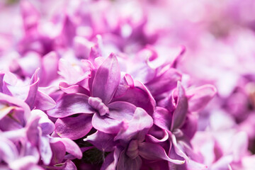 Lilac flowers closeup