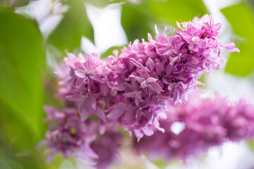 Lilac flowers blooming in the spring garden. Lilac flower blossoms against blurred background, space for text. - 568562875