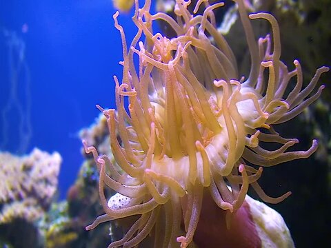 Sea anemones in a large aquarium in the oceanarium