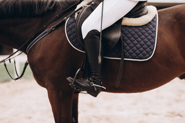 Professional male equestrian rider saddle up horse for dressage on training or competition -...