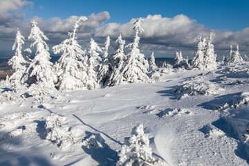 Fototapeta na wymiar snowy forest on mountain, Jeseniky mountains