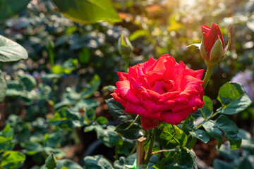 Red rose flower blooming in rose's garden on green nature background red roses flowers Valentine's Day concept.