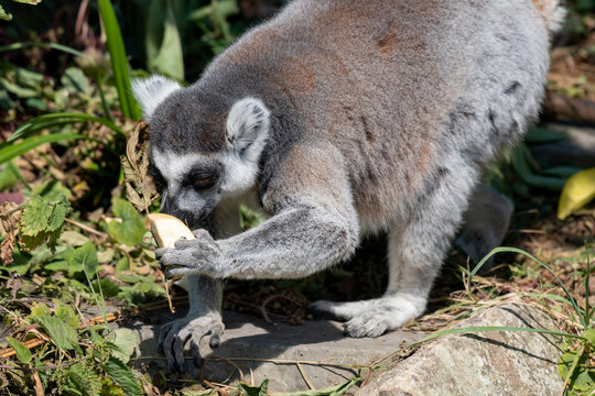 Portrait of a ring tailed lemur (lemur catta) eating a piece of fruit