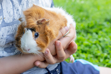 hands trimming claws of guinea pig with pet clippers. Haircut claws of guinea pig with claw cutter or special scissors for cutting claws