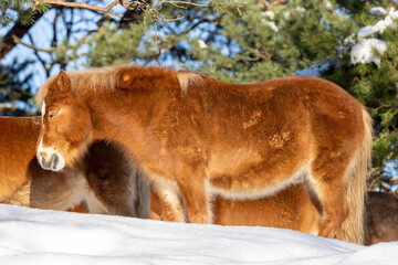Golden brown shetland pony standing sleeping in the sunshine. Snow on the ground