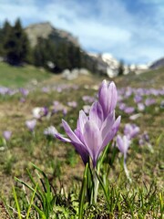 Violet crocus flowers with mountains covered with snow in the background.