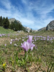 Violet crocus flowers with mountains covered with snow in the background.