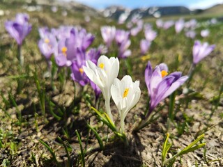 Violet crocus flowers with mountains covered with snow in the background.