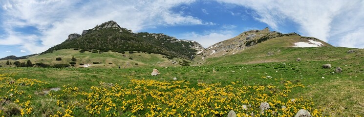 Fototapeta na wymiar Alpine meadow in the mountains - springtime