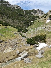 Fototapeta na wymiar Alpine meadow in the mountains - springtime