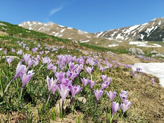 Violet crocus flowers with mountains covered with snow in the background.