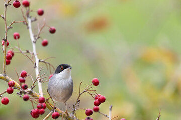 Sardinian warbler male (Sylvia melanocephala).