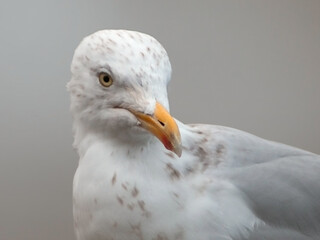 Closeup of Herring gull's head with a yellow bill at Limerick in Ireland, Europe, with a selective focus and  gray neutral background 
