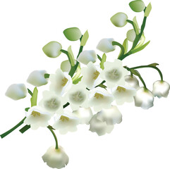 lily-of-the-valley flower isolated on white