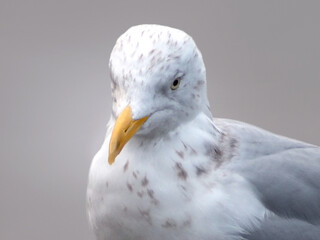 Closeup of Herring gull's head with a yellow bill at Limerick in Ireland, Europe, with a selective focus and  gray neutral background 
