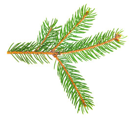 Naklejka premium Green branch of a Christmas tree isolated on a white background.