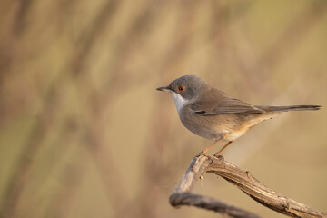 Sardinian warbler female (Sylvia melanocephala).