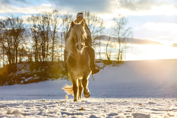Naklejka premium A young equestrian teenage girl rides on her haflinger horse through the snow in the evening during sundown in front of a snowy rural winter landscape