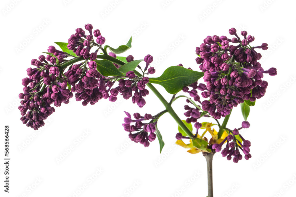 Sticker Lilac flowers isolated on white background.