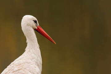 white stork ciconia