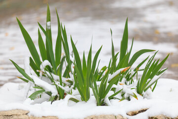City flowerbed in the snow. Winter background, selective focus