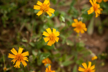 yellow flowers