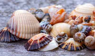 Shells closeup