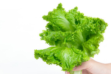 The female hand holding a fresh green vegetable on white background. The fresh green vegetable is a healthy choice and suitable for diet.