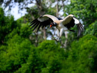 King Vulture in flight landing against dark green background