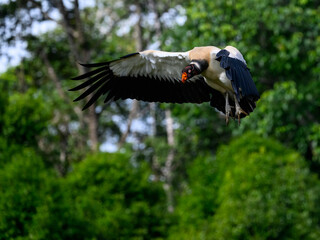 King Vulture in flight landing against dark green background