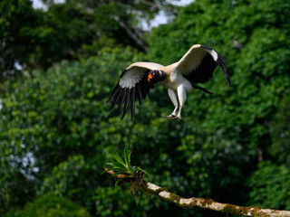 King Vulture in flight landing against dark green background