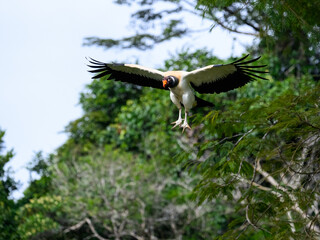 King Vulture in flight landing against dark green background