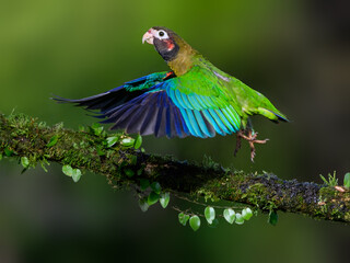 Brown-hooded Parrot taking off from  mossy stick against dark green background