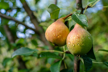 Ripe pears with red barrels. Real photo.