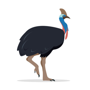 Cassowary bird icon. Big Australian big cassowary isolated on white background. Flat or cartoon vector illustration.
